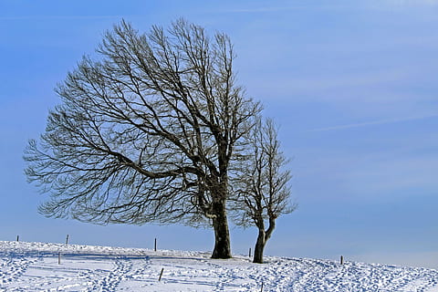 dos, arbres sense fulles, recobert, camí de neu, hivern, arbre, faig, vent buche, neu, fred, naturalesa, paisatge, idíl·lic, winterimpression, muntanya, schauinsland, bosc Negre, temperatura de fred, arbre nu, blau, congelat, cap gent, cel, bellesa a la natura, planta, escenics - natura, branca, medi ambient, dia, escena no urbana, Color blanc, tranquil·litat, camp, terra, a l'aire lliure, 4K, CC0, domini públic, lliure de regalies