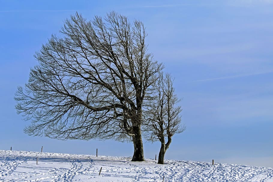 dos, arbres sense fulles, recobert, camí de neu, hivern, arbre, faig, vent buche, neu, fred, naturalesa, paisatge, idíl·lic, winterimpression, muntanya, schauinsland, bosc Negre, temperatura de fred, arbre nu, blau, congelat, cap gent, cel, bellesa a la natura, planta, escenics - natura, branca, medi ambient, dia, escena no urbana, Color blanc, tranquil·litat, camp, terra, a l'aire lliure, 4K