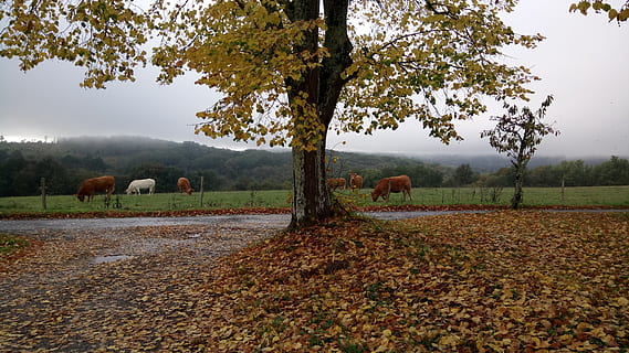 outono, vacas, animais, campo, rebanho, pradaria, pasto, agricultura, gado, ruminante, natureza, rural, dordogne, sai, cores caem, árvore, mamífero, animal, plantar, temas animais, pecuária, panorama, grupo de animais, animais domésticos, doméstico, ninguém, cena rural, pastando, pets, parte da planta, animais selvagens, ao ar livre, 4K, CC0, domínio público, royalty free