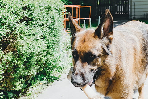 osso, Pastore tedesco, animali, cane, animali domestici, animale, all'aperto, mammifero, cane di razza, carina, canino, natura, un animale, temi animali, domestico, vertebrato, giorno, nessuno, pianta, Marrone, analizzare, cercare, guardare, luce del sole, parte del corpo animale, testa di animale, 4K, CC0, dominio pubblico, privo di copyright