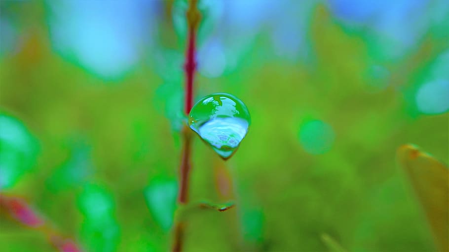 macro, caiguda de pluja, gota d'aigua, tirar, naturalesa, aigua, primer pla, cap gent, centrar-se en primer pla, medi ambient, refracció, color verd, planta, multicolor, transparent, a l'aire lliure, humit, bellesa a la natura, part de la planta, vidre - material, dia, full, 4K
