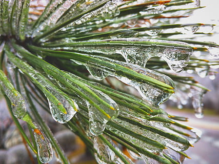 frozen, alpine, tree, water, drop, wet, close-up, plant, leaf, green color, plant part, nature, beauty in nature, growth, day, no people, focus on foreground, outdoors, selective focus, rain, freshness, ice, leaves, raindrop, purity, dew, rainy season, 2K, CC0, public domain, royalty free