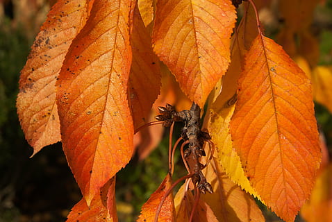 fallen, Kirsche, Blätter, Knospe, orange Farbe, Herbst, ein Tier, Tierwelt, Nahansicht, Tag, draußen, Blatt, Tiere in freier Wildbahn, Natur, Pflanzenteil, Fokus auf den Vordergrund, Veränderung, keine Leute, wirbellos, Tierthemen, Pflanze, Insekt, Tier, Frische, Orange, 4K, CC0, gemeinfrei, lizenzfrei