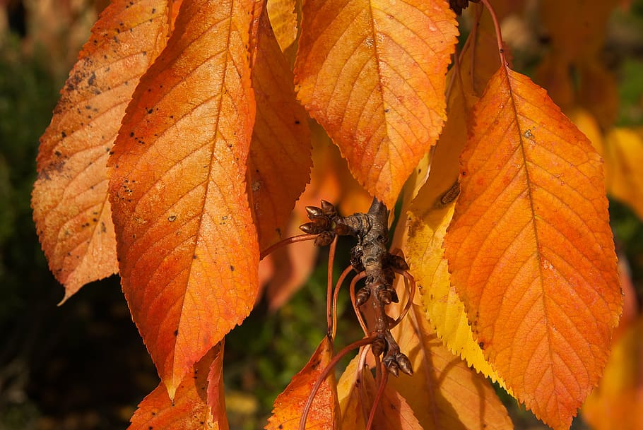fallen, Kirsche, Blätter, Knospe, orange Farbe, Herbst, ein Tier, Tierwelt, Nahansicht, Tag, draußen, Blatt, Tiere in freier Wildbahn, Natur, Pflanzenteil, Fokus auf den Vordergrund, Veränderung, keine Leute, wirbellos, Tierthemen, Pflanze, Insekt, Tier, Frische, Orange, 4K