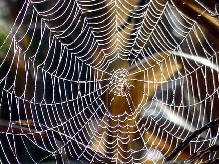 tela, ragno, natura, macro, seta, insetto, rugiada, ragnatela, fragilità, vulnerabilità, avvicinamento, fotogramma intero, nessuno, modello naturale, modello, temi animali, concentrarsi sulle conoscenze acquisite, animale, bellezza nella natura, sfondi, invertebrato, complessità, all'aperto, aracnide, giorno, concentrico, web, 4K, CC0, dominio pubblico, privo di copyright