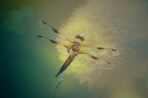 gul, sort, skimmer dragonfly perching, mælkebøtte, nærbillede fotografering, struktur, baggrund, guldsmed, insekt, gennemsigtig, vinge, bud, bøde, mønster, Dragonfly Wing, flyvende insekt, et dyr, dyr i naturen, dyre temaer, ingen mennesker, natur, tæt på, dag, udendørs, dyr, dyreliv, hvirvelløse, dyrefløj, skønhed i naturen, plante, skrøbelighed, vignet, fokus på forgrunden, sårbarhed, dyr kropsdel, dyr øje, 2K, CC0, offentligt domæne, royaltyfrie