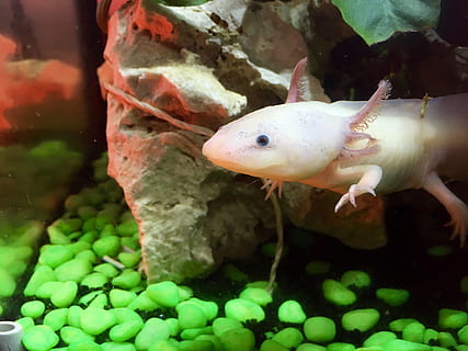 Axolotl, carina, strano, subacqueo, animale, natura, pesce, temi animali, acqua, fauna selvatica, mare, nuoto, animali allo stato selvatico, vita marina, trasparente, animali in cattività, marino, vertebrato, vetro - materiale, carro armato, Acquario, un animale, nessuno, sottomarino, all'aperto, 4K, CC0, dominio pubblico, privo di copyright