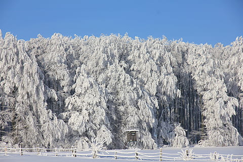 beige, bladplanter, hav, kald, skog, snø, trær, hvit, vinter, kaldtemperatur, tre, ingen folk, dag, anlegg, skjønnhet i naturen, hvit farge, natur, ro, naturskjønnhet - natur, rolig scene, ikke-urbane scene, frossen, fjell, miljø, himmel, furutre, nåletre, snødekte fjell, 5K, CC0, offentlig domene, opphavsrett gratis