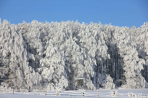 fotoğrafçılık, beyaz, çam ağacı, kış, kar, buz, orman, ağaçlar, Teutoburg ormanı, firs, çit, levrek, doğa, ağaç, soğuk hava, don, peyzaj, dağ, mavi, açık havada, scenics, sezon, insansız, doğada güzellik, gün, Beyaz renk, bitki, huzur, sakin sahne, manzaralar - doğa, kentsel olmayan sahne, dondurulmuş, gökyüzü, arazi, açık hava, iğne yapraklı ağaç, Karla kaplı dağ, 5K, CC0, kamu malı, telif ücretsiz