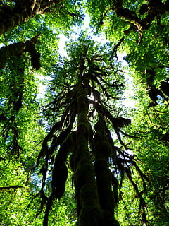 Baumkrone, Regenwald, Moos, Baum, Überdachung, Wald, Umgebung, Silhouette, Pflanze, olympisch, National, Washington Coast, grüne Farbe, Natur, Baumstamm, keine Leute, Tag, Wachstum, Kofferraum, Flachwinkelansicht, Schönheit in der Natur, Ruhe, Land, Ast, draußen, Pflanzenteil, Blatt, Szenen - Natur, Laub, 4K, CC0, gemeinfrei, lizenzfrei
