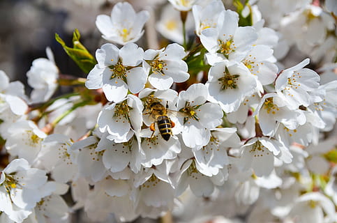 albină, cireș, primăvară, inflori, a inflori, cireașă, primăvară, macro, ramură, floare de cires, presăra, recolta, natură, alb, flori albe, pomi fructiferi, floare, cristal, nici o persoana, a închide, zi, planta cu flori, plantă, fragilitate, prospeţime, vulnerabilitate, frumusețe în natură, creştere, petală, culoare alba, cap de floare, polen, inflorescenţă, copac, să se concentreze asupra primelor elemente, în aer liber, polenizare, cires, 4K, CC0, domeniu public, fără drepturi de autor