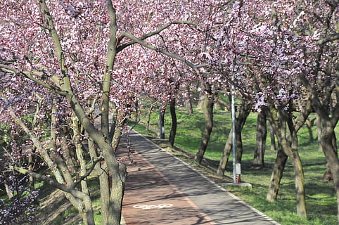sentiero, primavera, fiore, albero, fresco, parco, naturale, giardino, all'aperto, fiorire, Mandorlo, natura, frutteto, pianta, crescita, bellezza nella natura, pianta fiorita, freschezza, fragilità, ramo, colore rosa, parco - spazio creato dall'uomo, la tranquillità, giorno, fiore di ciliegio, la strada davanti, ciliegio, nessuno, prospettiva decrescente, treelined, 4K, CC0, dominio pubblico, privo di copyright