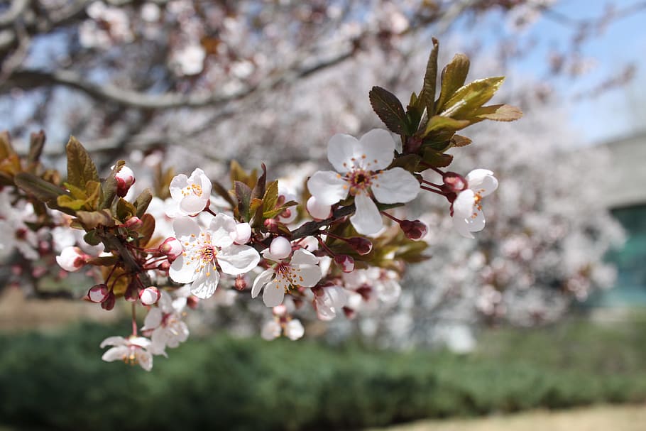 primavera, flor, les beines, planta, planta amb flors, frescor, arbre, fragilitat, creixement, vulnerabilitat, bellesa a la natura, naturalesa, primer pla, branca, flor de cirerer, dia, color rosa, enfocament selectiu, cap gent, a l'aire lliure, cirerer, cap de flor, pol·len, 4K