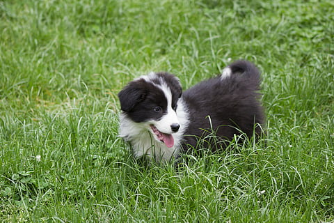 diversió, volar, bonic, gos, cadell, animal, feliç, planeta animal, herba, a l'aire lliure, mascotes, collie, gos de pura raça, caní, gos pastor, border collie, mamífer, naturalesa, animals domèstics, animal jove, gos de trineu, temes d'animals, un animal, nacional, planta, vertebrats, color verd, camp, cap gent, dia, boca, boca oberta, 5K, CC0, domini públic, lliure de regalies