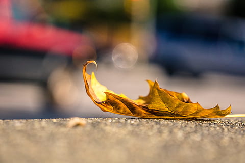 selective, focus photography, maple leaf, grey, pavement, leaf, sidewalk, alone, separate, golden, isolated, old, independent, vulnerable, frail, plant part, autumn, selective focus, nature, change, close-up, vulnerability, fragility, yellow, day, dry, no people, outdoors, plant, beauty in nature, falling, sunlight, focus on foreground, city, natural condition, leaves, autumn collection, softness, 5K, CC0, public domain, royalty free