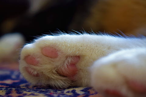 Katze, Pfote, Tierbein, Tierthemen, Tier, Nahansicht, Tierkörperteil, Säugetier, Haustiere, keine Leute, inländisch, ein Tier, weiße Farbe, selektiver Fokus, Wirbeltier, Fokus auf den Vordergrund, Tierhaar, Tag, klein, Weichheit, 5K, CC0, gemeinfrei, lizenzfrei