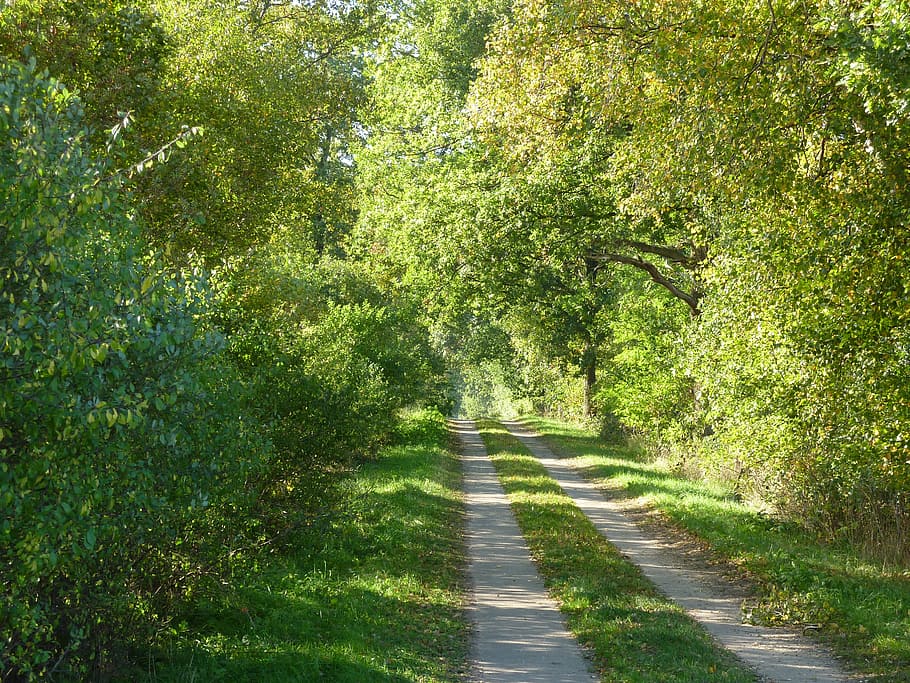 dithmarschen, ruta, primavera, verd, arbre, planta, direcció, el camí a seguir, color verd, creixement, tranquil·litat, naturalesa, bellesa a la natura, cap gent, llum solar, escena tranquil·la, dia, transport, terra, carretera, fullatge, exuberant fullatge, sendera, escenics - natura, a l'aire lliure, perspectiva decreixent, treelined, 2K