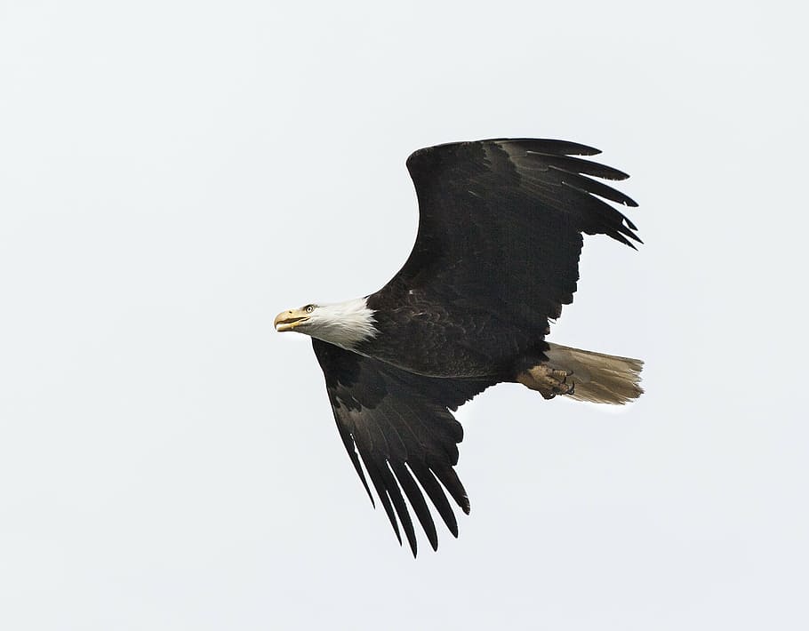 foto, calb, àguila, volant, durant el dia, alça, ocell, raptor, vol, salvatge, vida salvatge, naturalesa, depredador, cel, retrat, americà, símbol, plomes, dom, majestuós, àguila calba, àguila - ocell, rapinyaire, EUA, animals a la natura, animal, llibertat, carnívor, fauna animal, temes d'animals, vertebrats, un animal, còpia espai, cap gent, moviment, cel clar, ales separades, part del cos dels animals, independència, vista del perfil, 1080P