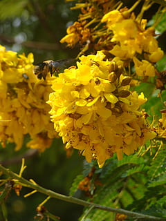 bumblebee, ดอกไม้, ต้นไม้, ธรรมชาติ, สีเหลือง, ไม้ดอก, ความบอบบาง, ปลูก, ความอ่อนแอ, ความงามในธรรมชาติ, การเจริญเติบโต, ความสด, ใกล้ชิด, กลีบดอกไม้, หัวดอกไม้, แมลง, สัตว์ที่ไม่มีกระดูกสันหลัง, มุ่งเน้นไปที่เบื้องหน้า, สัตว์ในป่า, ธีมสัตว์, สัตว์ป่า, วัน, ไม่มีคน, กลางแจ้ง, การผสมเกสรดอกไม้, 2K, CC0, โดเมนสาธารณะ, ค่าลิขสิทธิ์ฟรี