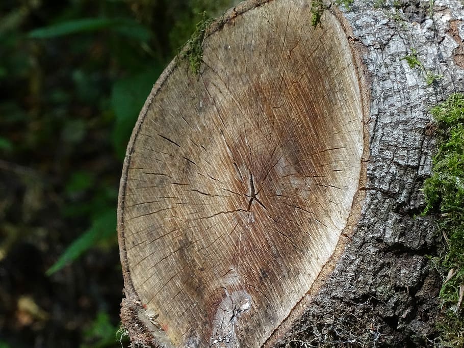 Baum, Log, abgesägt, Natur, mögen, Baumring, Baumstumpf, Kreuzung, Abholzung, texturiert, Kreis, Wald, Borke, Holz, Nahansicht, Bauholz, Baumstamm, Pflanze, Kofferraum, Tag, Fokus auf den Vordergrund, Holz - Material, Holzindustrie, natürliches Muster, keine Leute, draußen, 2K