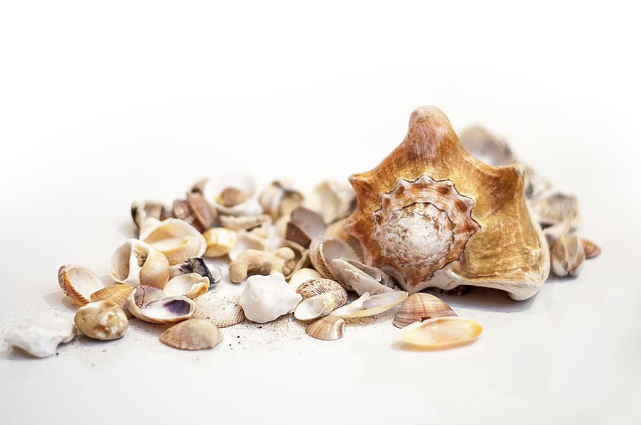 muszla, białe morze, Natura, morski, biały, morze, organiczny, białe tło, żadnych ludzi, zbliżenie, studio strzał, zdrowe odżywianie, świeżość, jedzenie i picie, jedzenie, wewnątrz, grzyb jadalny, Grzyb, dobre samopoczucie, składnik, orzech, martwa natura, grupa obiektów, kopia przestrzeń, duża grupa obiektów, przyprawa, zwierzęca przyroda, 4K