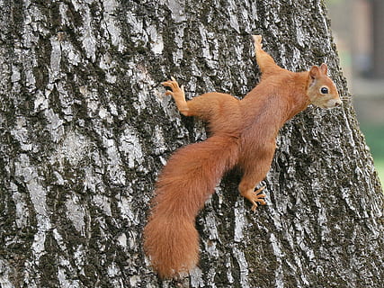 squirrel, crawling, tree trunk, daytime, animals, nature, tree, climb, cute, animal, animal themes, mammal, one animal, trunk, animals in the wild, animal wildlife, no people, vertebrate, day, brown, outdoors, rodent, domestic animals, close-up, plant bark, forest, 2K, CC0, public domain, royalty free