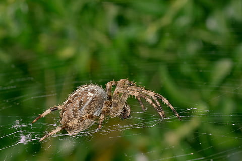 Spinne, Netzwerk, Spinnennetz, Insekt, Natur, schließen, Wald, Spinnenmakro, Spinnentier, Tier, Nahansicht, Tierwelt, Fleischfresser, Gliederfüßer, Tiere in freier Wildbahn, wirbellos, Tierthemen, Fokus auf den Vordergrund, Zerbrechlichkeit, ein Tier, Tag, keine Leute, Pflanze, Verletzlichkeit, selektiver Fokus, draußen, Netz, Tierbein, 2K, CC0, gemeinfrei, lizenzfrei