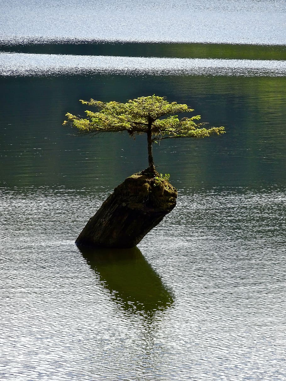 yeşil yaprak bitkisi, ağaç, yalıtılmış, bonsai, botanik, bitki, küçük, minyatür, cüce, doğa, göl, Su, yansıma, liman bölgesi, insansız, huzur, gün, doğada güzellik, sakin sahne, açık havada, manzaralar - doğa, Güneş ışığı, yüksek açılı görünüş, kentsel olmayan sahne, büyüme, gölge, 4K