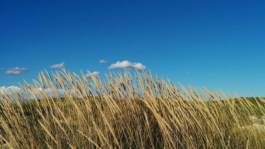 en ensom sky, hvedemarker, Mark, himmel, græs, hvede, tan, plante, blå, landskab, miljø, sky - himmel, jord, natur, vækst, ingen mennesker, skønhed i naturen, scenics - natur, dag, kopiere plads, sommer, ro, landbrug, udendørs, vind, 2K