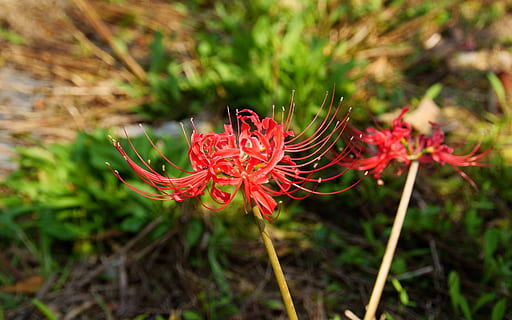 klitschko, sigui o no, k, naturalesa, planta, primer pla, flor, vermell, color verd, a l'aire lliure, macro, creixement, fragilitat, planta amb flors, vulnerabilitat, bellesa a la natura, frescor, pètal, centrar-se en primer pla, dia, cap de flor, pol·len, inflorescència, cap gent, terra, camp, 1080P, CC0, domini públic, lliure de regalies