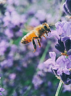 fotografia de tiro macro, Castanho, abelha, seletivo, foto de foco, pairando, roxa, flor, dia, macro, mosca, em vôo, inseto, polinizar, pétala, natureza, verão, Primavera, asa, animal, temas animais, planta com flores, animais em estado selvagem, um animal, animais selvagens, beleza na natureza, invertebrado, plantar, fechar-se, frescura, vulnerabilidade, fragilidade, ninguém, crescimento, cabeça de flor, polinização, 4K, CC0, domínio público, royalty free