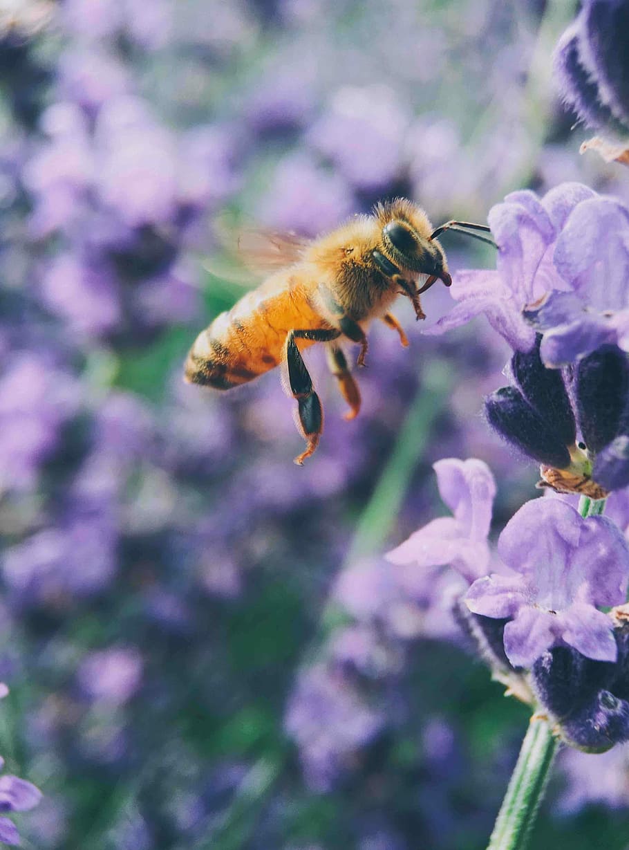 fotografia de tiro macro, Castanho, abelha, seletivo, foto de foco, pairando, roxa, flor, dia, macro, mosca, em vôo, inseto, polinizar, pétala, natureza, verão, Primavera, asa, animal, temas animais, planta com flores, animais em estado selvagem, um animal, animais selvagens, beleza na natureza, invertebrado, plantar, fechar-se, frescura, vulnerabilidade, fragilidade, ninguém, crescimento, cabeça de flor, polinização, 4K