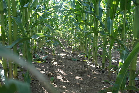 veld, mais, pad, graan, landbouw, veld-, maïs, natuur, fabriek, blad, groei, dag, buitenshuis, groene kleur, land-, deel van de plant, schoonheid in de natuur, geen mensen, kalmte, zonlicht, boom, Bos, rustige scène, focus op achtergrond, scenics - natuur, bamboe - plant, plantage, 5K, CC0, publiek domein, royaltyvrij