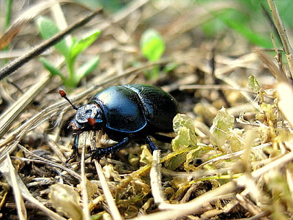 bug black juni, kumbang, bug, merapatkan, serangga, makro, gambar royalti, tema binatang, binatang di alam liar, satwa liar hewan, hewan, satu binatang, invertebrata, menanam, hari, alam, tidak ada orang, fokus selektif, tanah, bidang, di luar rumah, warna hitam, ilmu hewan, rumput, 2K, CC0, domain publik, bebas royalti