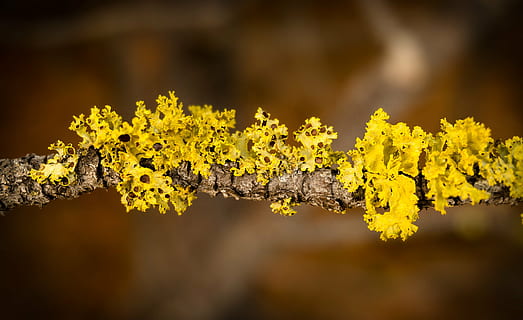algues, branca, molsa, groc, flor, planta, naturalesa, fragilitat, primer pla, cap gent, creixement, bellesa a la natura, cap de flor, planta amb flors, frescor, a l'aire lliure, arbre, dia, medi ambient, liquen, tardor, enfocament selectiu, vulnerabilitat, centrar-se en primer pla, 2K, CC0, domini públic, lliure de regalies