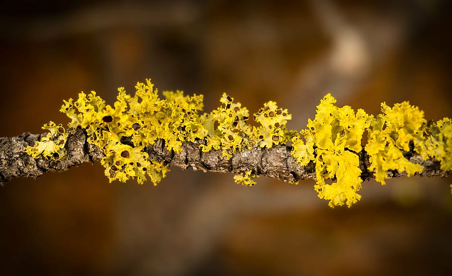 algues, branca, molsa, groc, flor, planta, naturalesa, fragilitat, primer pla, cap gent, creixement, bellesa a la natura, cap de flor, planta amb flors, frescor, a l'aire lliure, arbre, dia, medi ambient, liquen, tardor, enfocament selectiu, vulnerabilitat, centrar-se en primer pla, 2K