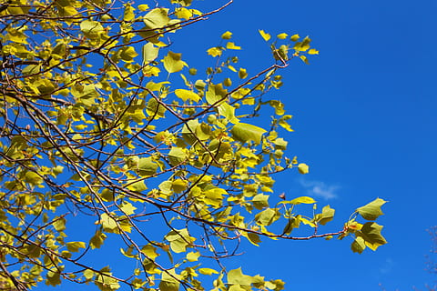 træ, forår, blade, grene, himmel, natur, blå, ahorn, plante, afdeling, gul, lav vinkel visning, vækst, skønhed i naturen, blomstrende plante, blomst, skyfri himmel, ingen mennesker, dag, plante del, udendørs, efterår, blad, sollys, lave om, direkte under, 4K, CC0, offentligt domæne, royaltyfrie
