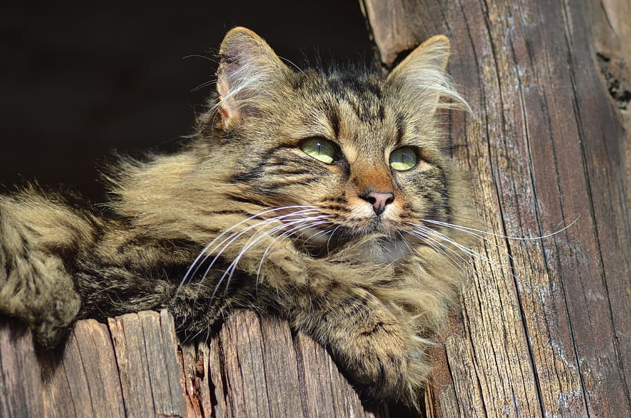 Brun, sort, perser kat, kat, gård, forår, dyr, pattedyr, dyre temaer, feline, indenlandske, kæledyr, indenlandske kat, husdyr, træ - materiale, et dyr, hvirveldyr, bakkenbart, ingen mennesker, tæt på, lempelse, portræt, dyr kropsdel, dyr hoved, dyrehår, maine coon cat, 4K