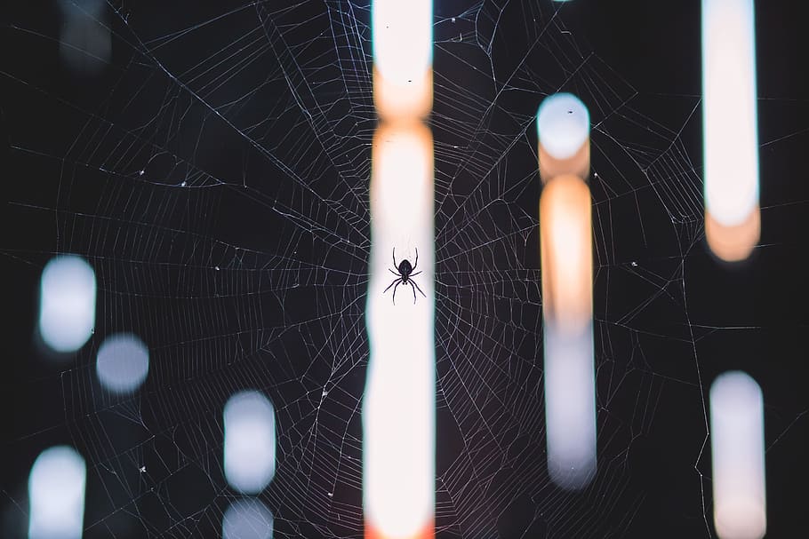 aranya a la web, aranya, web, naturalesa, resum, teranyina, fons, macro, primer pla, temes d'animals, un animal, cap gent, a l'interior, animals a la natura, aràcnids, artròpode, animal, fauna animal, invertebrat, insecte, fragilitat, centrar-se en primer pla, zoologia, vulnerabilitat, a l'aire lliure, dia, cames d’animal, complexitat, 5K