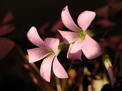 Rotklee, blühen, Frühling, Licht, Rosa, Gartenbau, zärtlich, jung, Blume, blühende Pflanze, Pflanze, Blütenblatt, Schönheit in der Natur, Frische, Verletzlichkeit, Zerbrechlichkeit, pinke Farbe, Nahansicht, Blütenkopf, Wachstum, Blütenstand, Fokus auf den Vordergrund, keine Leute, Natur, selektiver Fokus, draußen, Tag, Frangipani, lila, 2K, CC0, gemeinfrei, lizenzfrei