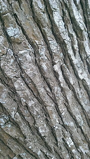trestamme, tekstur, brun, flate, tre, ujevn, skog, bark, full ramme, ingen folk, nærbilde, bakgrunn, strukturert, dag, mønster, utendørs, fast, stein, rock-objekt, natur, geologi, bygget struktur, arkitektur, grå, seighet, stilleben, 2K, CC0, offentlig domene, opphavsrett gratis