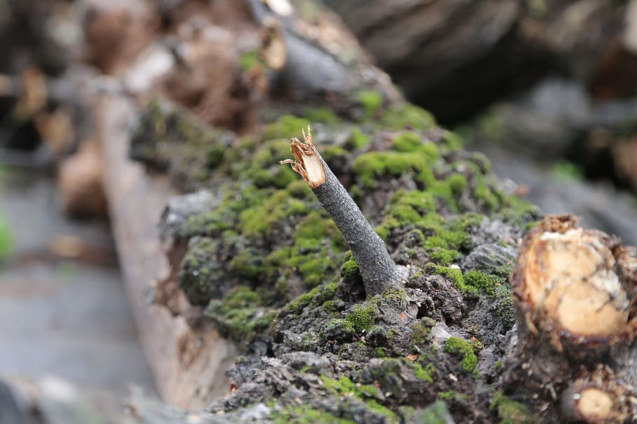 arbre, dissabte, primavera, molsa, enfocament selectiu, sòlid, planta, rock - object, cap gent, rock, naturalesa, dia, primer pla, creixement, animal, a l'aire lliure, centrar-se en primer pla, temes d'animals, terra, bellesa a la natura, inicis, risc, vista d’angle alt, 4K