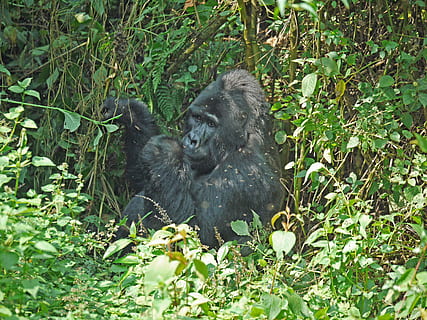 gorilla, silverback, Uganda, apina, hallitseva, voimakas, vaikuttava, vuorigorilla, Afrikka, rauhallinen, sademetsä, eläin, eläinten maailma, syödä, villieläin, uhanalainen, urokset, dom, johtaja, Bwindi, varata, kansallispuisto, kädellinen, eläinten villieläimet, nisäkäs, eläinten teemoja, eläimiä, selkärankainen, kasvi, luonto, maa, ryhmä eläimiä, vihreä väri, ei ihmisiä, päivä, kaksi eläintä, nuori eläin, metsä, ulkona, eläinperhe, 4K, CC0, public domain, rojaltivapaa