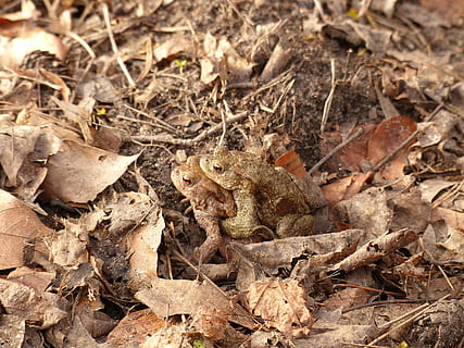 sapos, migración de sapo, primavera, sapo, tierra, campo, parte de la planta, hoja, naturaleza, seco, nadie, día, vista de alto ángulo, planta, temas de animales, fauna animal, animal, camuflaje, animales en la naturaleza, vertebrado, hojas, al aire libre, reptil, un animal, sucio, venenoso, 4K, CC0, dominio público, libre de derechos