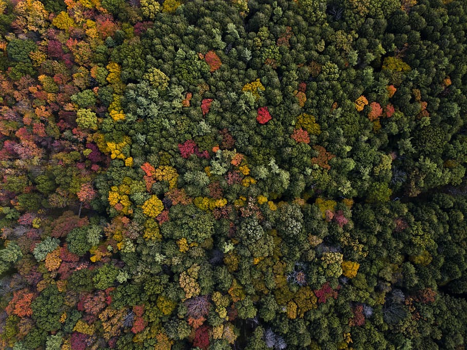 letecký, fotografování, rozmanité barevné stromy, během dne, nepojmenovaná, les, strom, podzim, trubec, listy, zelená, Červené, oranžový, Příroda, barva, sezóna, pennsylvanium, celý rám, rostlina, růst, krása v přírodě, zelená barva, květ, kvetoucí rostlina, pozadí, svěžest, den, vysoký úhel pohledu, nikdo, hojnost, přistát, klid, zranitelnost, křehkost, pole, vícebarevné, venku, květu hlavy, 4K