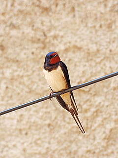 polykat, kabel, hirundo rustica, oreneta, jednoho zvířete, pták, zvířat, zvířata ve volné přírodě, nikdo, obratlovců, zaměřit se na popředí, prohlížení, den, Příroda, detail, venku, plná délka, hledá, krása v přírodě, zobák, 4K, CC0, veřejná doména, bez autorských práv