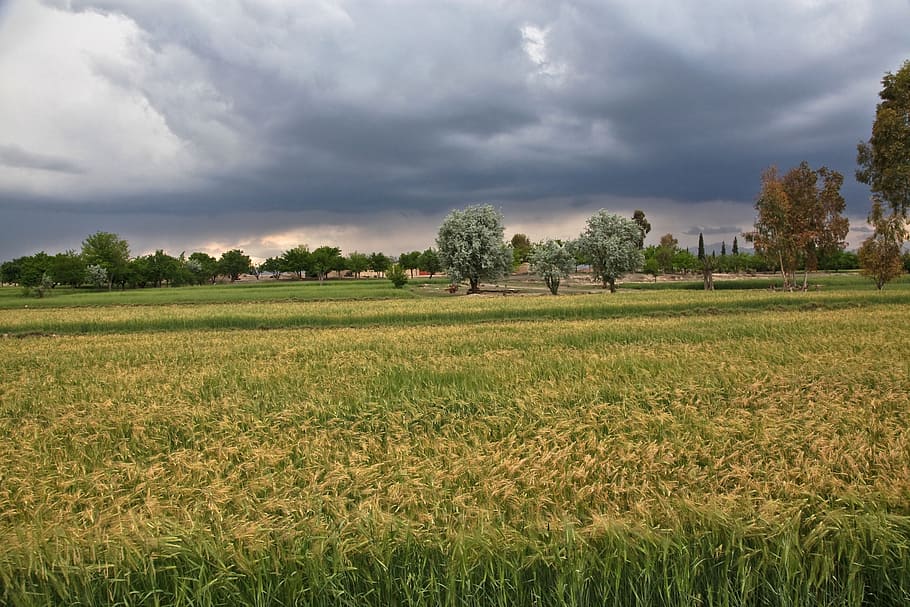 tempesta, vent, tempesta de vent, camps, naturalesa, espectacle natural, afganistan, planta, paisatge, camp, cel, núvol - cel, medi ambient, agricultura, arbre, terra, escena rural, escena tranquil·la, herba, escenics - natura, cultiu, tranquil·litat, bellesa a la natura, creixement, planta de cereals, color verd, granja, cap gent, a l'aire lliure, 5K