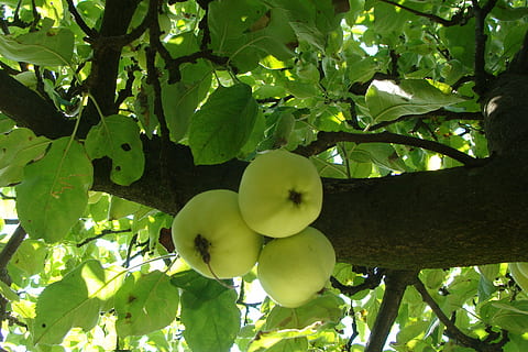 apples, tree, apple tree, fruit, orchard, green, apple, branch, leaves, farm, harvest, ripe, delicious, outdoors, freshness, fresh, natural, nature, organic, farming, food, plant, growth, healthy eating, leaf, food and drink, plant part, green color, no people, agriculture, wellbeing, beauty in nature, day, close-up, 2K, CC0, public domain, royalty free
