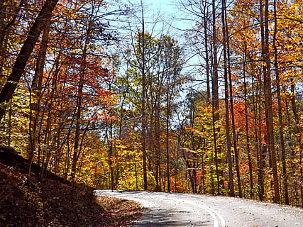 estrada, outono, arvores, sai, natureza, árvore, temporada, floresta, folha, folhagem, cenário, outonal, dia, scenics, plantar, o caminho a seguir, terra, mudança, direção, beleza na natureza, ninguém, scenics - natureza, tranquilidade, crescimento, tronco de árvore, cena não urbana, tronco, ao ar livre, 4K, CC0, domínio público, royalty free