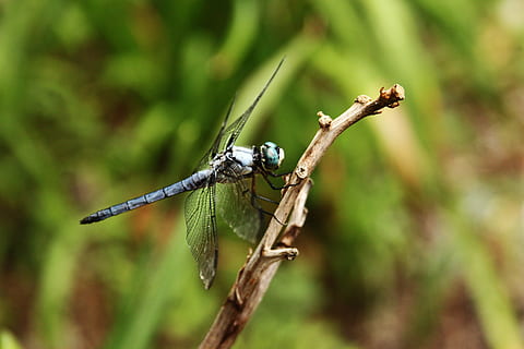libèl·lula, insecte, ala, error, estiu, naturalesa, blau, vida salvatge, temes d'animals, fauna animal, animal, animals a la natura, invertebrat, un animal, planta, primer pla, ala dels animals, dia, branca, centrar-se en primer pla, cap gent, arbre, a l'aire lliure, color verd, longitud completa, 4K, CC0, domini públic, lliure de regalies